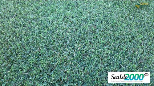 Prato naturale - Paspalum Sealsle 2000 - Novogreen - in rotoli / per campo sportivo / per giardino