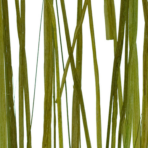 Pannello decorativo per interni - SEAWEED - Lumicor - in resina / liscio / traslucido