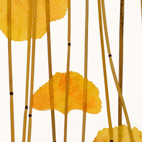 Pannello per interni - GINKGO REED - Lumicor - in resina / liscio / traslucido