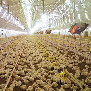 Stufa ad infrarossi da parete - POULTRY - SBM - da soffitto / a gas / contract