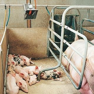 Stufa ad infrarossi da parete - PIGS - SBM - a gas / industriale / ceramica