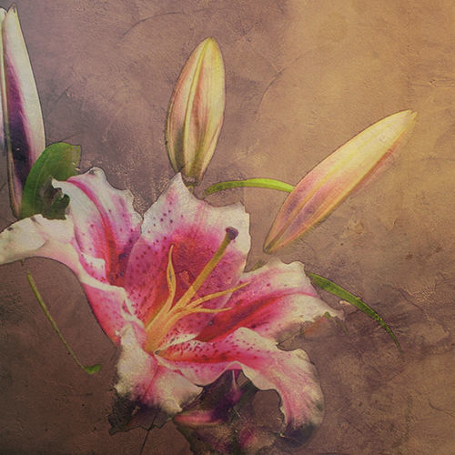 Carta da parati contemporanea - AMARYLLIS - Tonin Casa - con motivi floreali / marrone / per soggiorno