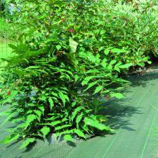 Telo pacciamante anti-UV - STANDARD GREEN - Flexirub - fuoriterra