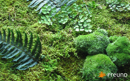 Parete vegetale stabilizzata - GREENWOOD - WALD MOOS / FOREST MOSS / MOUSSE DE FOR&Ecirc;T - Freund GmbH - da interno