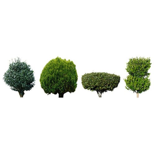 Biblioteca d'oggetti 2D/3D - SHRUBS & TREES - DOSCH DESIGN