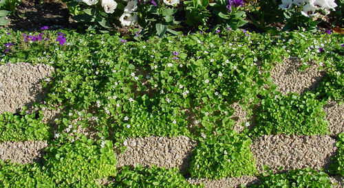 Muro di contenimento in calcestruzzo - PLANTER/GARDEN BEDS - Soil Retention