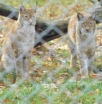 Recinzione con maglia in plastica - PARCS - Jacot des Combes - per recinto di animali / in legno