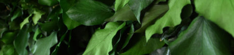 Parete vegetale stabilizzata - SURFACE IVY - meamea - su misura / in muschio / in lichene