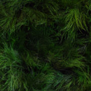 Parete vegetale stabilizzata - SURFACE TIKI-GRASS - meamea - in pannelli modulari / naturale / da interno
