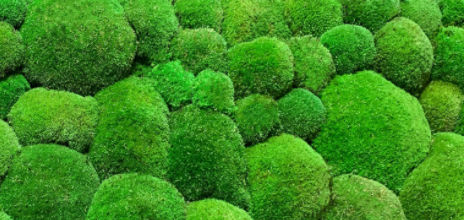 Parete vegetale stabilizzata - SURFACE MOOD - meamea - in pannelli modulari / naturale / in muschio
