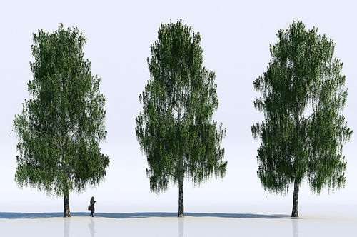 Biblioteca d'oggetti 2D/3D - TREES - VizPeople Cut Out people