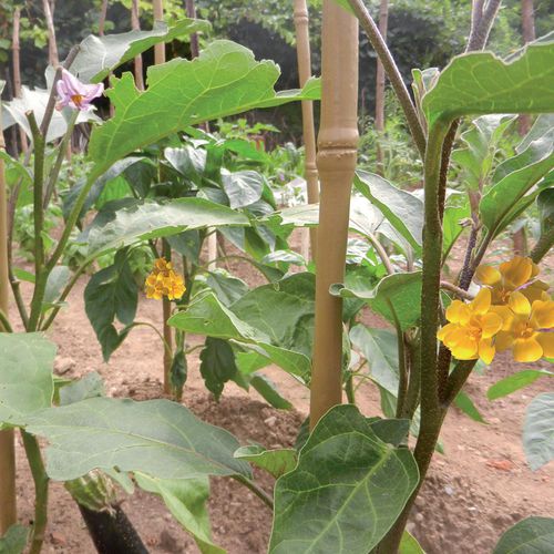 Sostegno per piante in plastica - BAMBOO UP - Tenax UK Ltd  - picchetto / per applicazioni agricole