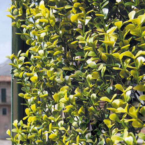 Rete frangivista a pannello - DIVY BUXUS - Tenax UK Ltd  - in polietilene / modulare / 3D