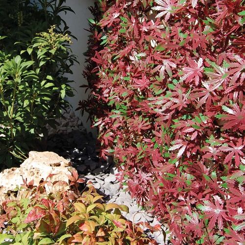 Rete frangivista a pannello - DIVY X-TENS RED ACER - Tenax UK Ltd  - in polietilene / modulare / 3D