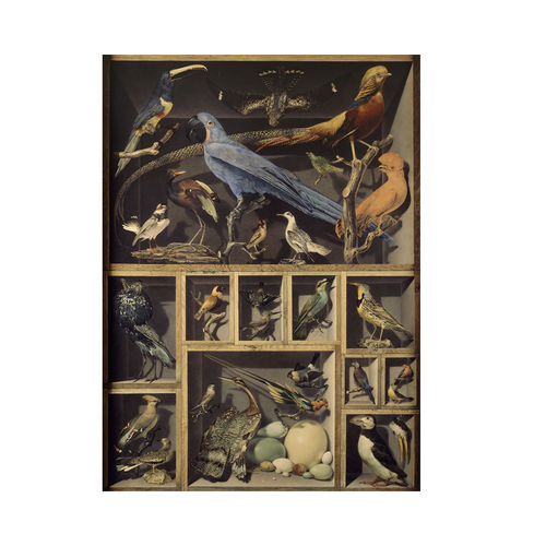 Carta da parati contemporanea - EXOTIC BIRDS  - Papiers de Paris - con animali / aspetto carta da parati / sabbia