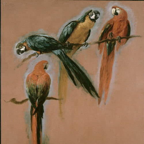 Pannello decorativo di rivestimento - 4 MACAWS - Papiers de Paris - da parete / ad alta resistenza / di carta