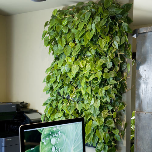 Parete vegetale di piante viventi - LivePanel PACK - Mobilane - in pannelli modulari / naturale / da interno