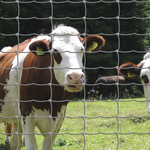 Recinzione in rete metallica - ANNODATA - Ferro Bulloni - per recinto di animali / in acciaio galvanizzato / rettangolare