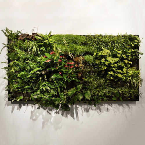 Quadro vegetale di piante viventi - 2M2 - GREENWORKS SWEDEN - naturale / da interno / sospeso