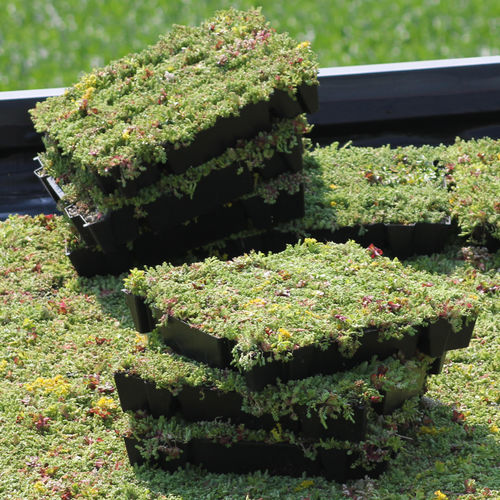 Tetto verde estensivo - ECCOSEDUM - ECCO PRODUCTS - per tetto piano / a tenuta stagna / pendenza da 2% a 20%