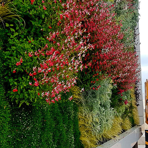 Parete vegetale di piante viventi - FRAGA, HUESCA - ASOFRUBE - Paisajismo Urbano - in pannelli modulari / naturale / floreale