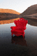 poltrona design nuovo barocco / in pelle / in legno / in plastica