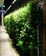 parete vegetale stabilizzata / naturale / in fogliame / da interno