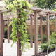 pergola autoportante / in legno / FSC