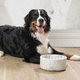 scodella per cane in marmo di Carrara / Made in Italy / fatta a mano / decorativa