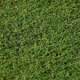 prato in rotoli / per campo sportivo