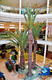pianta ornamentale palme / da interno