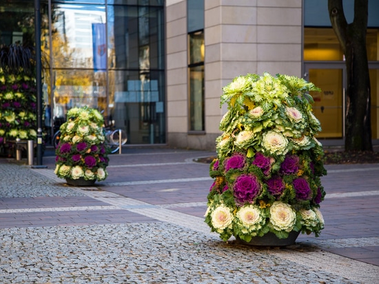 Tendenza autunnale: torri di fiori piantate con cavoli ornamentali