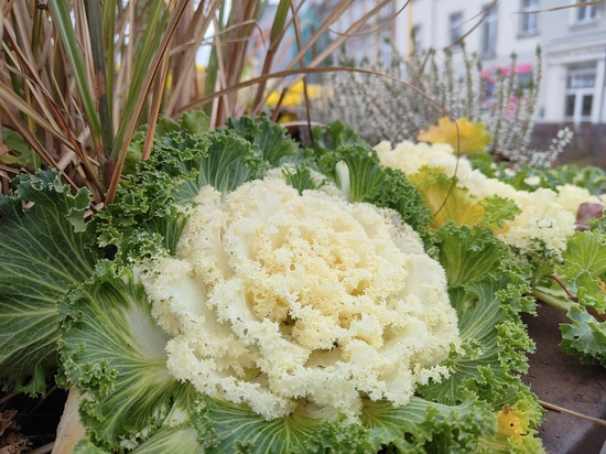 Tendenza autunnale: torri di fiori piantate con cavoli ornamentali