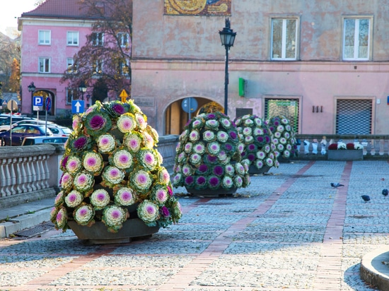 Tendenza autunnale: torri di fiori piantate con cavoli ornamentali