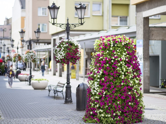 Piante urbane negli spazi pubblici: il verde stagionale per le città