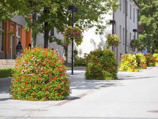 Piante urbane negli spazi pubblici: il verde stagionale per le città
