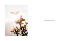 DAYLIGHT - 29